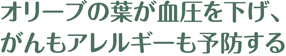 オリーブの葉 効能1 見出し